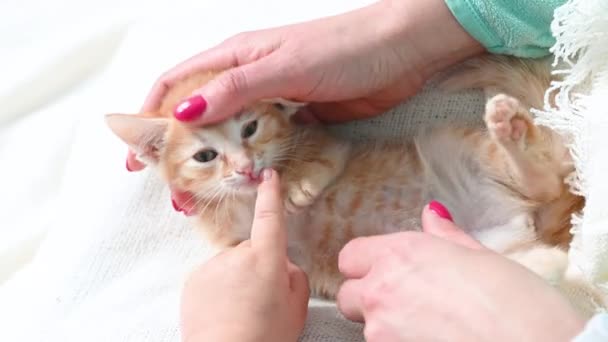 Manos femeninas con manicura de color rojo brillante acariciando a un pequeño gatito jengibre en casa sobre un fondo blanco — Vídeos de Stock