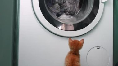 Küçük kızıl, komik kedi yavrusu evde çamaşır makinesinin nasıl çalıştığına bak.