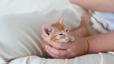 Bir kadının kollarında küçük, kızıl, komik bir kedi yavrusu.