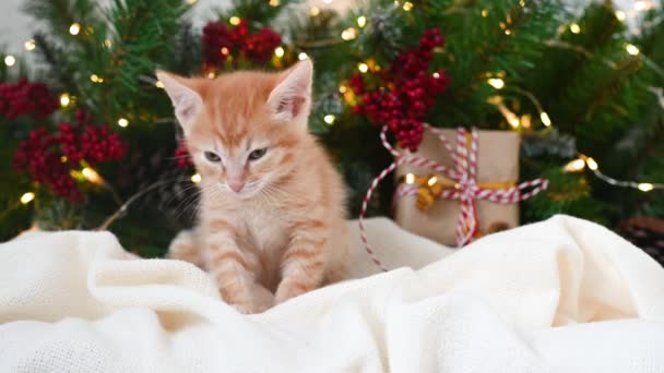 Pequeno gato de gengibre engraçado jogando ao lado de uma árvore de Natal e presentes de Ano Novo — Vídeo de Stock