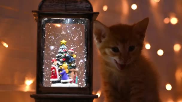 Capodanno lanterna di Natale brilla al buio di notte un gattino sta guardando a casa close-up concetto di Capodanno e Natale — Video Stock