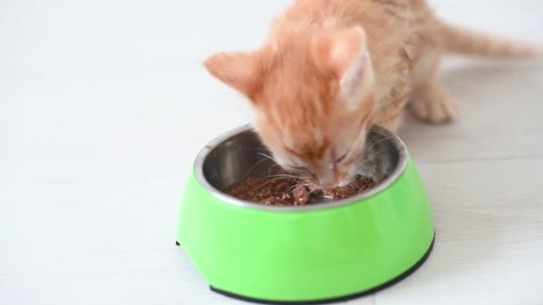 Close-up de uma tigela de comida molhada fica no fundo cinza bonito gatinho brincando com um homem — Vídeo de Stock