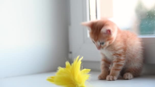 Cute little ginger kitten cat playing with a yellow toy on the window at home — Stock Video