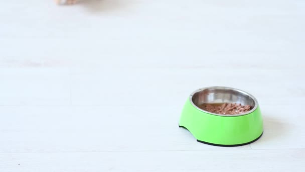 Close-up of a bowl of wet food stands in the background gray cute kitten playing with a man — Stock Video