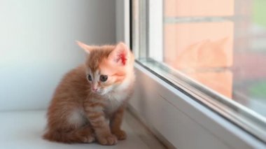 Küçük sevimli kızıl kedi yavrusu pencere eşiğinde oturur ilkbaharda öğleden sonra pencereden dışarı bakar.