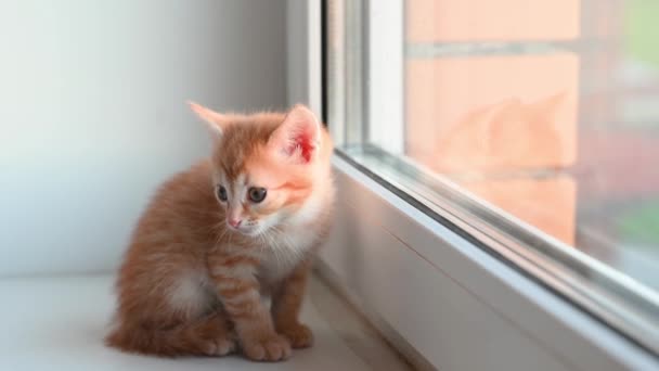 Pequeno gatinho bonito gengibre gato senta-se no peitoril da janela olha para fora da janela à tarde na primavera — Vídeo de Stock