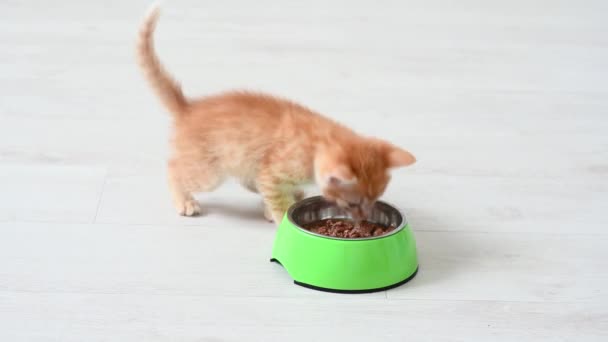 Close-up z misky mokré jídlo stojí v pozadí šedé roztomilé kotě hrát s mužem — Stock video