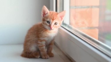 Küçük sevimli kızıl kedi yavrusu pencere eşiğinde oturur ilkbaharda öğleden sonra pencereden dışarı bakar.