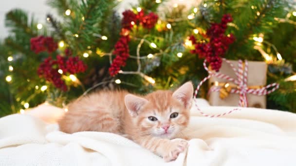 Small funny ginger kitten cat playing next to a Christmas tree and New Years gifts — Stock Video