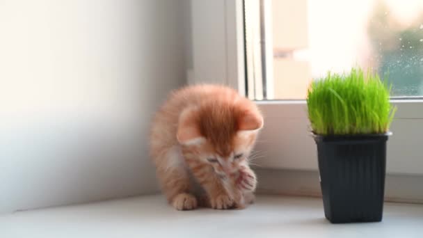 可爱的小生姜猫咪用它的尾巴在房子的窗户上玩耍 — 图库视频影像