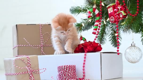 Little funny ginger kitten playing with New Years decorations near the Christmas tree with gifts concept of new year and christmas — Stock Video