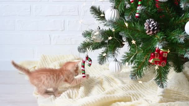 Pequeño gatito jengibre divertido jugando con decoraciones de Año Nuevo cerca del árbol de Navidad con el concepto de regalos de año nuevo y Navidad — Vídeo de stock