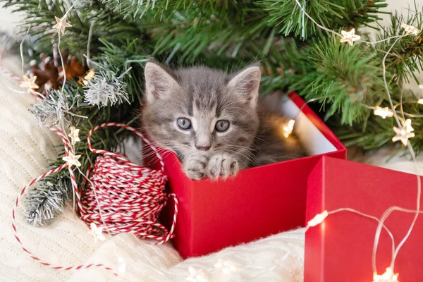 Niedliches kleines Kätzchen sitzt in Weihnachtsgeschenkbox unter Weihnachtsbaum auf weißem isolierten Hintergrund — Stockfoto