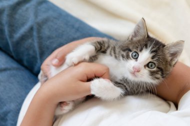 Beyaz bir battaniyenin üzerinde kollarında sevimli kahverengi kedi yavrusu kameraya yakından bakıyor.