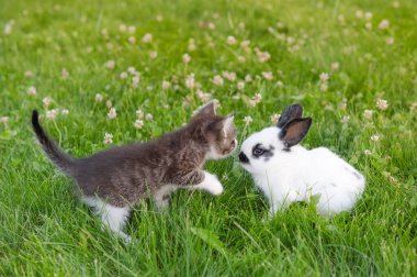 cute brown kitten and funny white bunny on a background of green grass and clovers in the afternoon in summer clipart