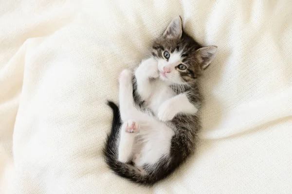 Милый коричневый котёнок на белом одеяле дома крупным планом смотрит в камеру — стоковое фото