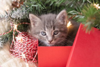 Noel hediye kutusunun altında beyaz izole edilmiş arka planda küçük şirin bir kedi yavrusu oturuyor.