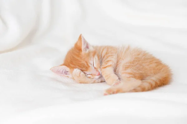 Gatinho de gengibre bonito dormindo em casa em uma cama branca — Fotografia de Stock