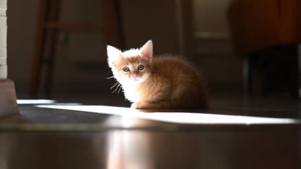 Cute little kitten cat sitting on the floor of the house in the backlight of the suns rays looking at the camera close-up — Stock Video