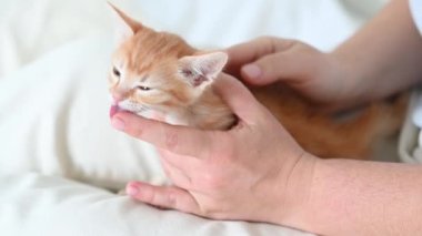 Bir kadının kollarında küçük, kızıl, komik bir kedi yavrusu.