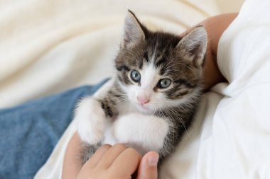 Beyaz bir battaniyenin üzerinde kollarında sevimli kahverengi kedi yavrusu kameraya yakından bakıyor.