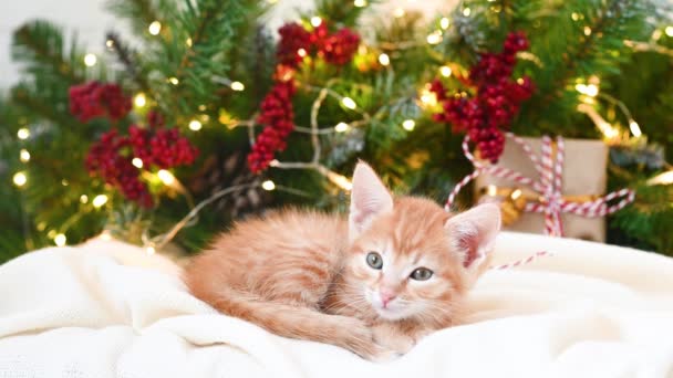 クリスマスツリーと新年の贈り物の隣に眠る小さな面白い生姜子猫猫 — ストック動画