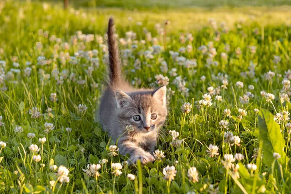Klein schattig grijs katje spelen op het gras in de zomer — Stockfoto