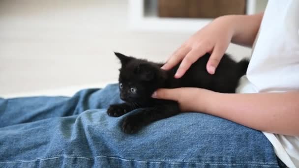 Μικρή χαριτωμένη μαύρη γάτα που παίζει με το μωρό — Αρχείο Βίντεο