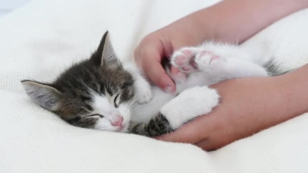 Pequeño lindo gris gatito gato jugando con bebé — Vídeos de Stock