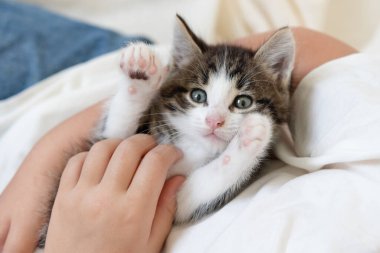 Beyaz bir battaniyenin üzerinde kollarında sevimli kahverengi kedi yavrusu kameraya yakından bakıyor.