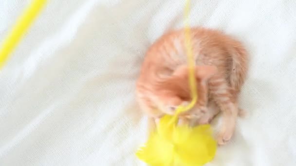 Pequeño lindo jengibre gatito divertido jugando con un juguete primer plano en un fondo blanco — Vídeos de Stock