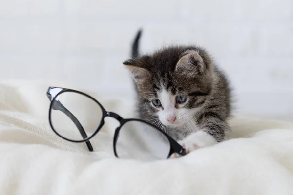 Siyah gözlüklerin yanında beyaz arka planda oynayan sevimli gri kedi yavrusu. — Stok fotoğraf