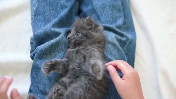 Маленький милый серый котенок, играющий с ребенком — стоковое видео