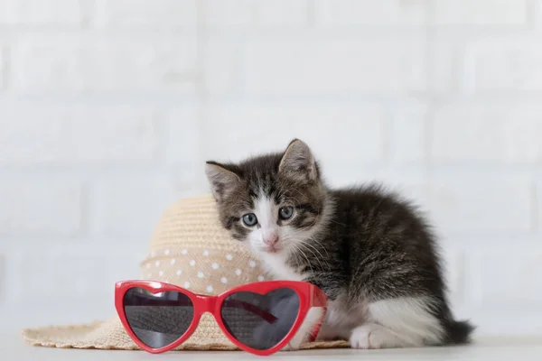Dünya gözlüğü ve pasaport seyahat konseptinin yanında beyaz arka planda oturan sevimli gri kedi yavrusu. — Stok fotoğraf