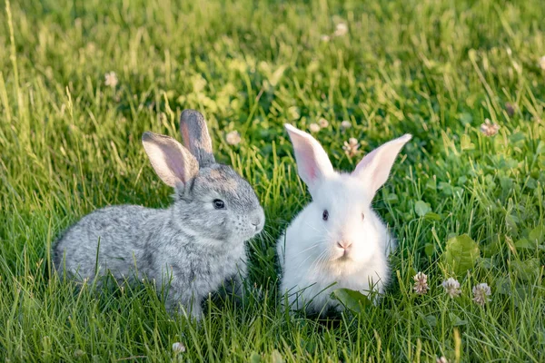 two cute gray animal funny bunny on a background of green grass and clovers in the afternoon in summer