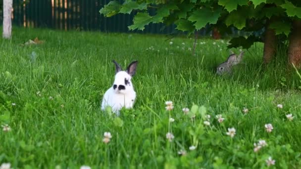 Animal branco bonito coelho engraçado em um fundo de grama verde e trevos à tarde no verão — Vídeo de Stock