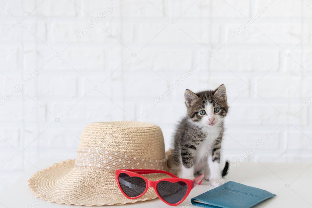 cute gray cat kitten sitting on white isolated background next to sunglasses hat and passport travel concept