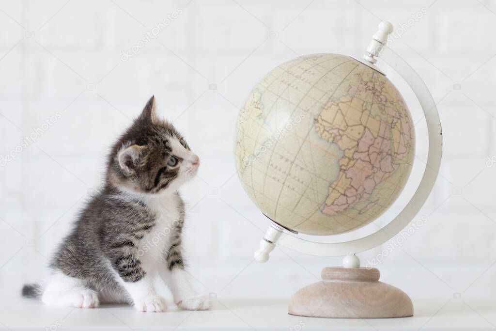 cute gray cat kitten sitting on white isolated background next to globe travel concept