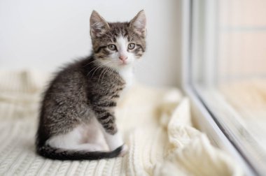 Şirin kahverengi kedicik evdeki pencerenin önünde oturmuş kameraya yakından bakıyor.