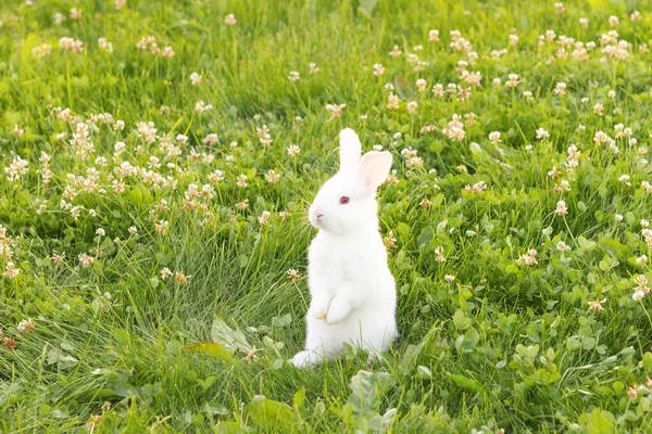 Piccolo coniglietto bianco carino seduto su uno sfondo di erba verde in estate al sole durante il giorno — Foto Stock