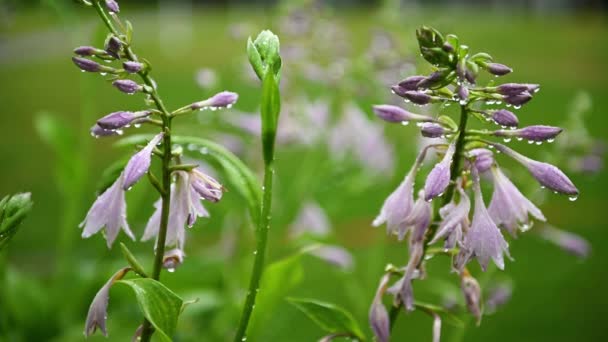 Bellissimi fiori di campanula viola in estate con gocce di pioggia su sfondo verde erba — Video Stock