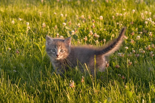 Klein schattig grijs katje spelen op het gras in de zomer — Stockfoto