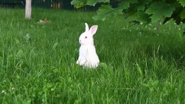 Animal branco bonito coelho engraçado em um fundo de grama verde e trevos à tarde no verão — Vídeo de Stock