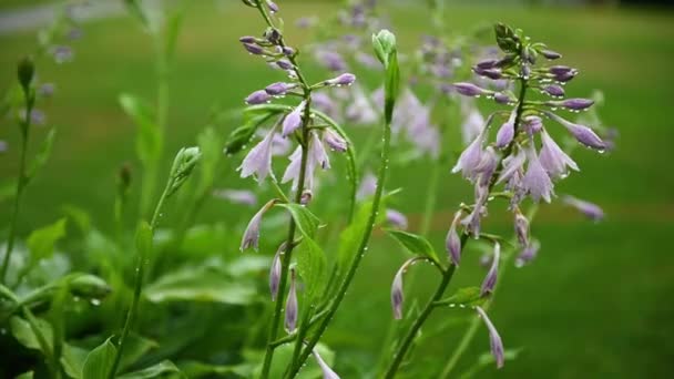 Όμορφα μοβ λουλούδια καμπαναριό το καλοκαίρι με σταγόνες βροχής σε πράσινο φόντο γρασίδι — Αρχείο Βίντεο