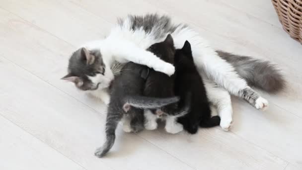 Lindo gris esponjoso gato alimenta cuatro gatitos — Vídeos de Stock