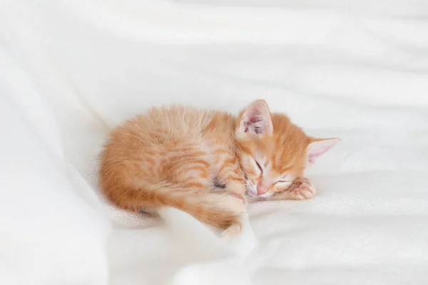 Χαριτωμένο γατάκι τζίντζερ κοιμάται στο σπίτι σε ένα λευκό κρεβάτι — Φωτογραφία Αρχείου
