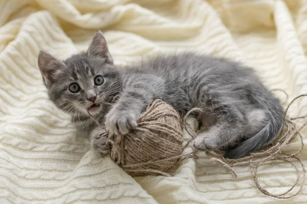 Pequeno gatinho gato cinza bonito joga em um xadrez branco pela janela — Fotografia de Stock