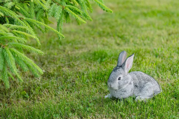 Simpatico animale grigio divertente coniglietto su uno sfondo di erba verde e trifogli nel pomeriggio in estate — Foto Stock