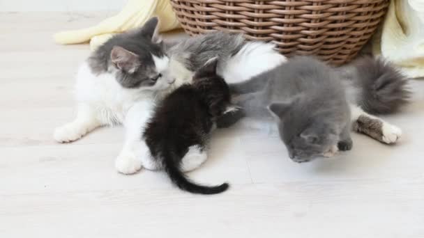 Gato fofo cinza bonito alimenta quatro gatinhos — Vídeo de Stock