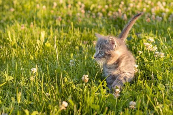 Pequeno gatinho cinza bonito jogando na grama no verão — Fotografia de Stock